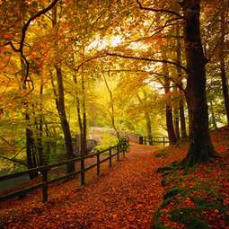 Zlatna jesen Herbst-gold